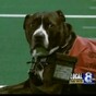 Loyal service dog walks in deceased owner's place during graduation ceremony