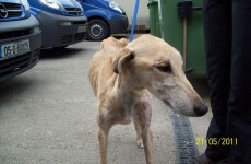 Animal rescue service under pressure as more pets are abandoned