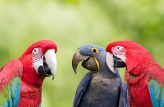 It looks like three parrots that were stolen have been recovered