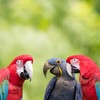 It looks like three parrots that were stolen have been recovered