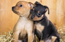 donedeal dogs free to good home