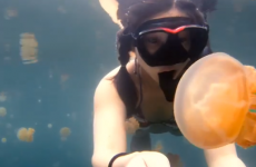 Girl goes diving in lake full of jellyfish, we say "NOPE"