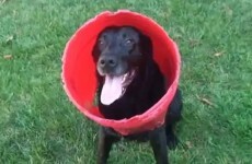 No one will ever love anything like this dog loves his bucket