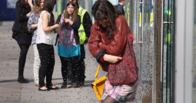 High-street shoppers attacked by massive swarm of bees in London