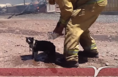 Heartbreaking video of fireman helping burned cat with water