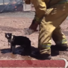 Heartbreaking video of fireman helping burned cat with water
