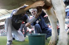 Could cow-milking contests be the future of pre-game entertainment?