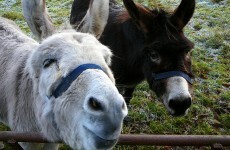 Strike at donkey sanctuary could 'risk' its ability to help animals in future