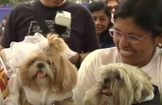 Dozens of dogs get hitched in mass canine wedding