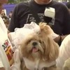 Dozens of dogs get hitched in mass canine wedding