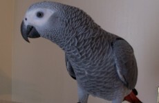 Three missing parrots (and stolen washing powder) found during police searches