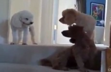 Guilty dog makes a mess, gets ratted out by friends