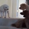 Guilty dog makes a mess, gets ratted out by friends