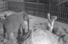 Pregnant elephant at Dublin Zoo given special pillow to help her sleep