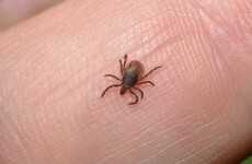 Going to be outside this summer? Get protected against Lyme Disease says the HSE