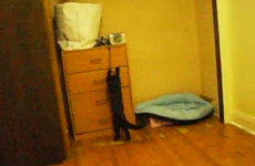 This alarm-muting cat was the hero you needed this morning