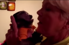 Baby monkey gets adorably over-excited when granny comes to visit