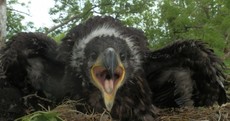 The first white-tailed eagle chicks of the year have been born