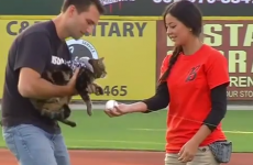 Cat who saved child from dog 'throws' first pitch at baseball game