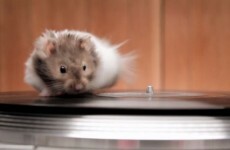 Just some mice, on turntables, running as fast as their little legs will carry them