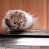 Just some mice, on turntables, running as fast as their little legs will carry them