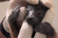 There are newborn baby lemurs at Dublin Zoo, and they are the cutest