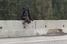 Mammy bear rescues baby bear from dangerous road