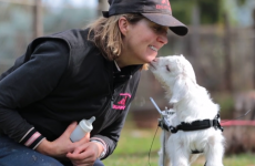 You'll need the afternoon off after watching this baby goat on wheels