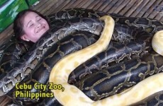 Zoo offers 'snake massages' from four giant, deadly pythons