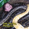 Zoo offers 'snake massages' from four giant, deadly pythons