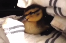 This story of a baby duckling reuniting with its family will break your heart