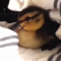 This story of a baby duckling reuniting with its family will break your heart