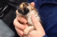 Weatherman saves tiny shivering kitten from tornado rubble
