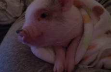 This sleepy little yawning piglet knows exactly how you feel this morning