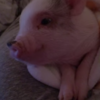 This sleepy little yawning piglet knows exactly how you feel this morning