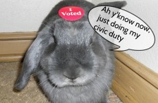 The 11 emotions you go through when casting your vote