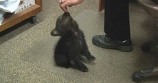 Police care for 'very well behaved' baby bear