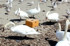 The swans in Bray are also heading to the polls today