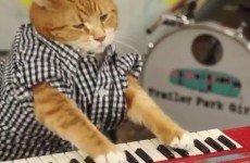A new cat is carrying on the legacy of Keyboard Cat