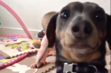 Little dog is very jealous of the attention the baby is getting