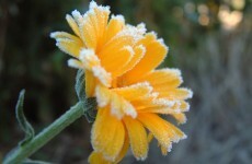 Enjoy the good weather while it lasts... there's a frost warning for early next week