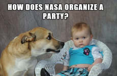 Dad Joke Dog is a new meme that could actually make your dad's jokes funny