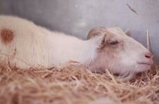 Sad goat ends hunger strike after being reunited with his donkey pal