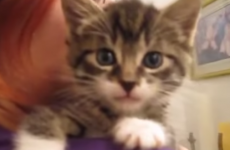 This adorable little kitten just wants the chats