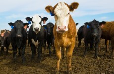 Advice for beef farmers: Think twice before you squeeze...