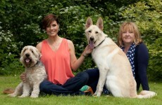 PAWS animal rescue to lose thousands of euro in donations due to bank closure