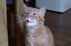 If sneezing irrationally angers you, you’re going to HATE this