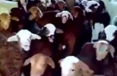 This sheep choir have got some serious talent
