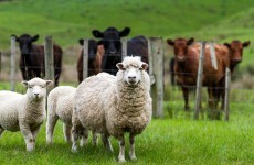 Sheep and cattle farmers say they are struggling and want newly-elected MEPs to help