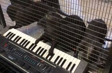 Turns out even otters can't resist pushing piano keys